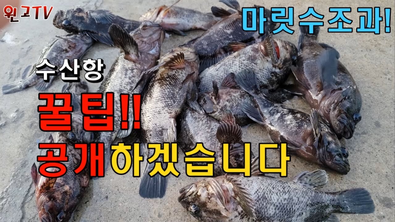 227회 동해바다 원투낚시--양양 수산항 생활구멍치기낚시 돌우럭 놀래미 채비 대물!! 대박!! 핫!! 포인트!!