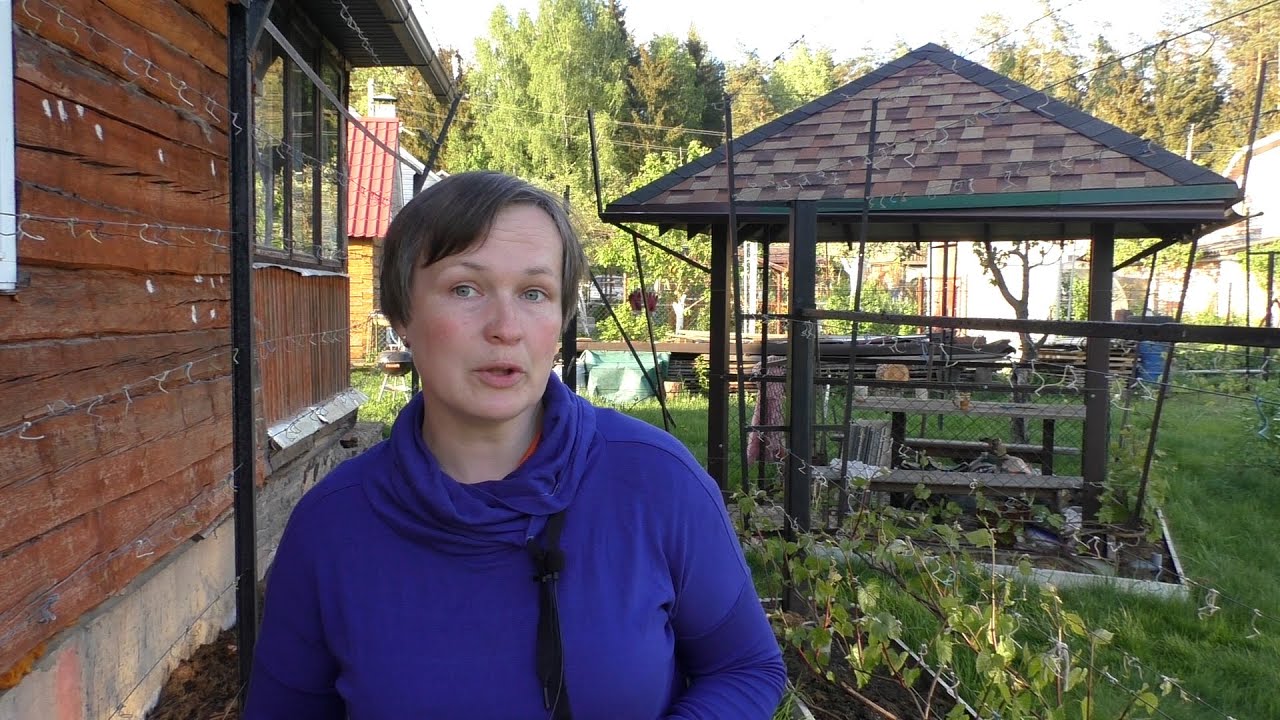 Подкормки виноградника. Как? Чем? Зачем?