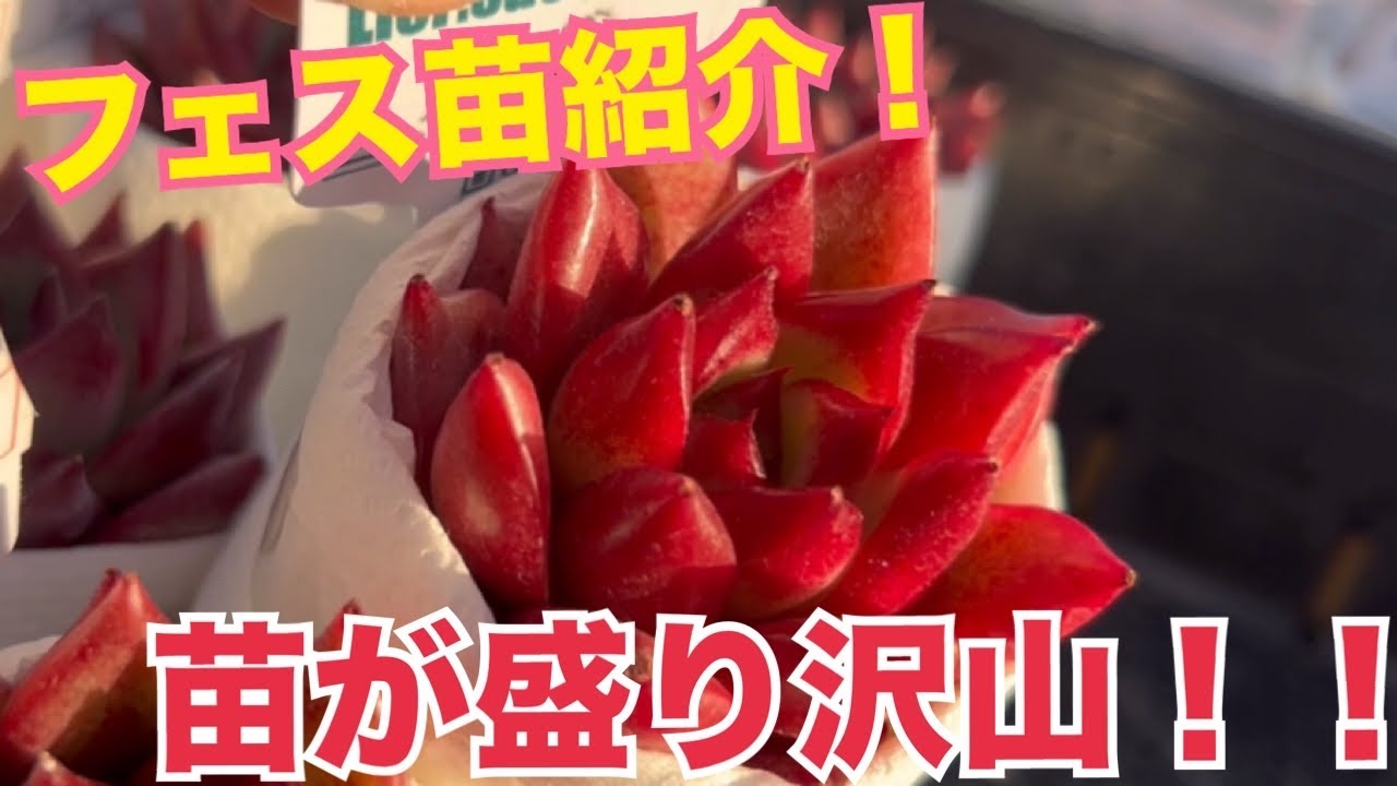 フェス苗紹介🌱苗が盛り沢山‼️#多肉植物 #ガーデニング 2026年2月17日