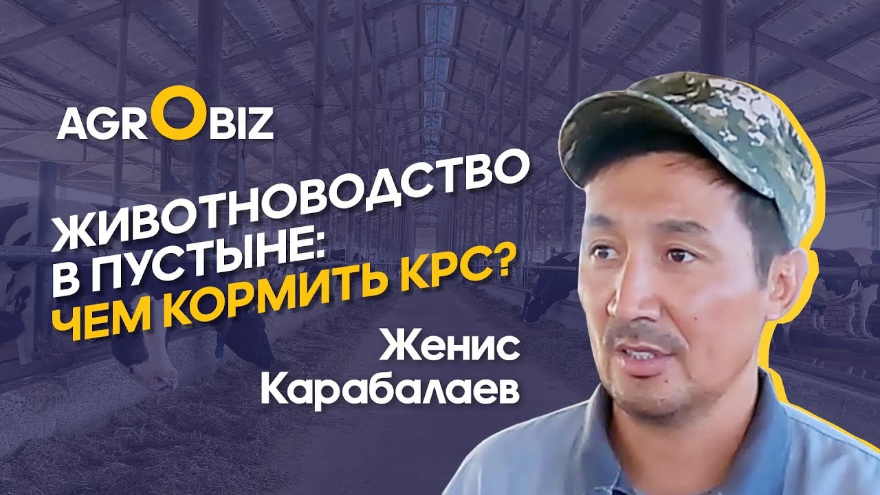 Молочный бизнес в пустыне: как выращивают коров в Приаралье | РЗА | Agrobiz