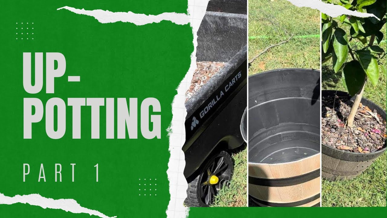 Unlock Maximum Yield: Up-Potting Citrus Trees in Containers