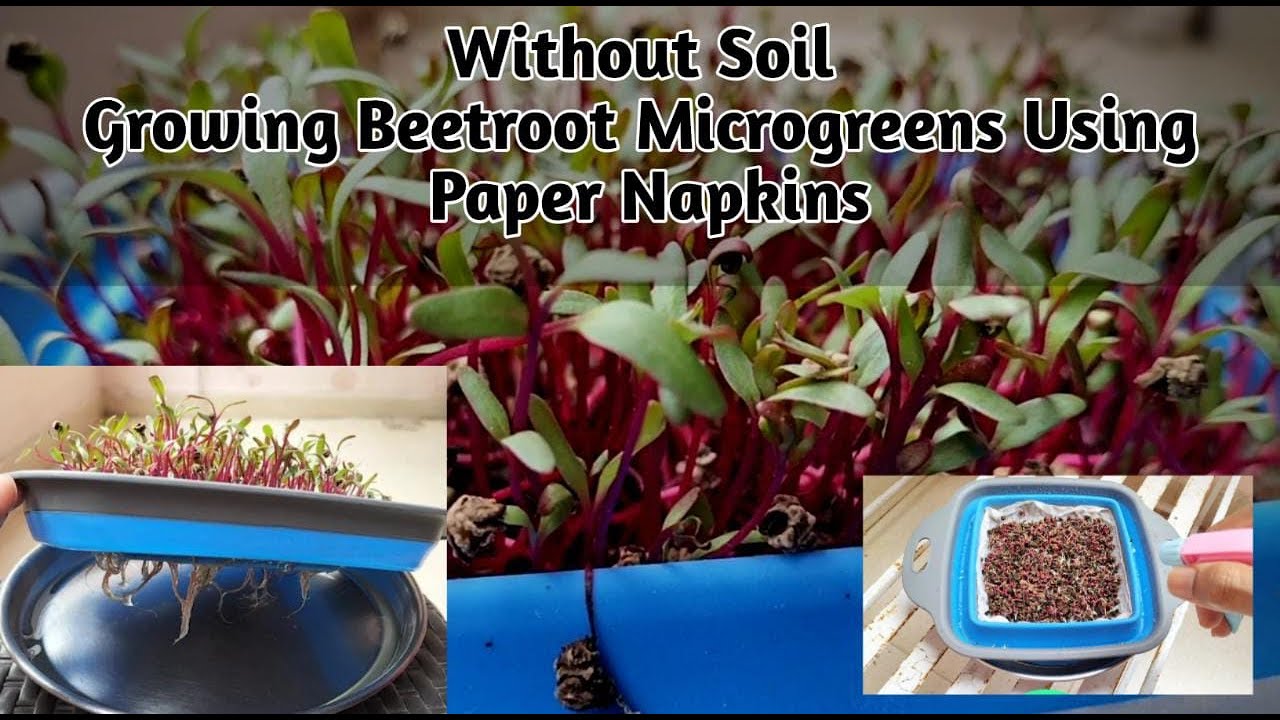 Growing Beetroot microgreens without soil using paper napkins at Home| Hydroponics