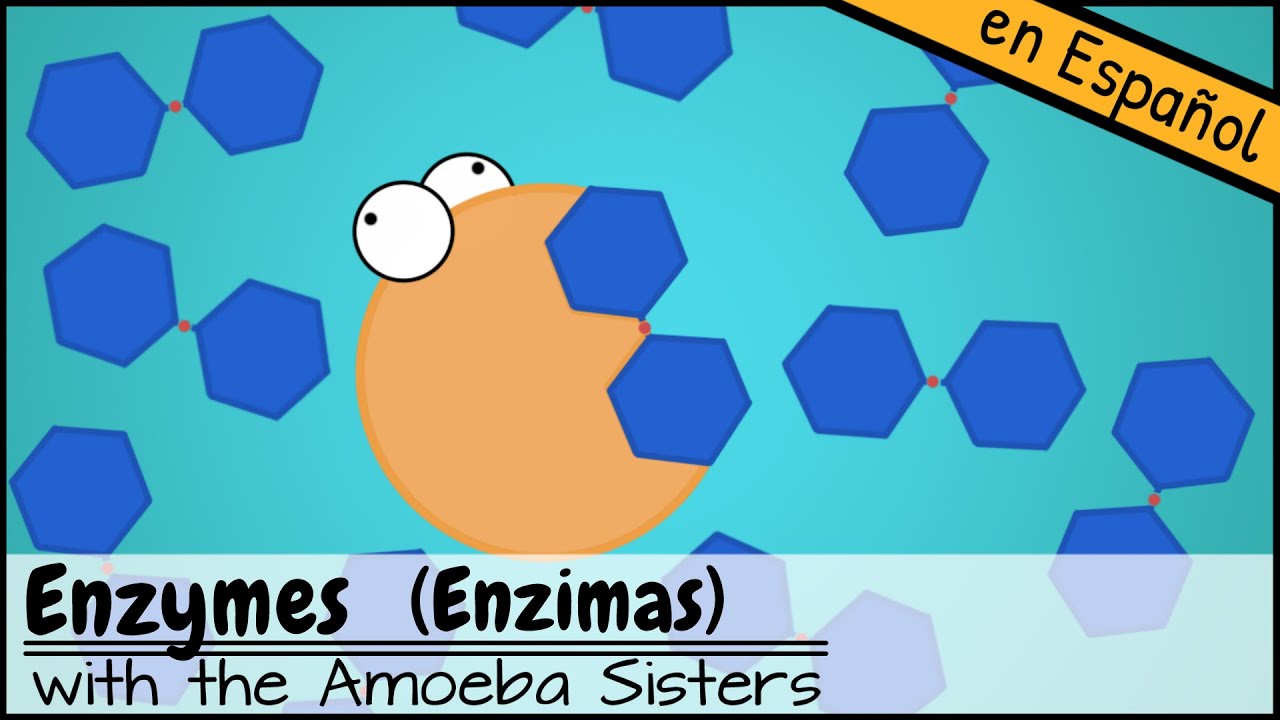 Enzimas