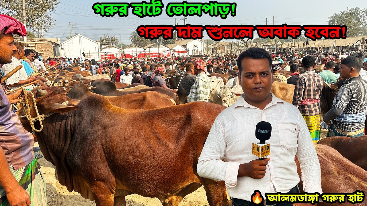 🔥 আলমডাঙ্গা গরুর হাটে তোলপাড়! আজকের গরুর দাম শুনলে অবাক হবেন!