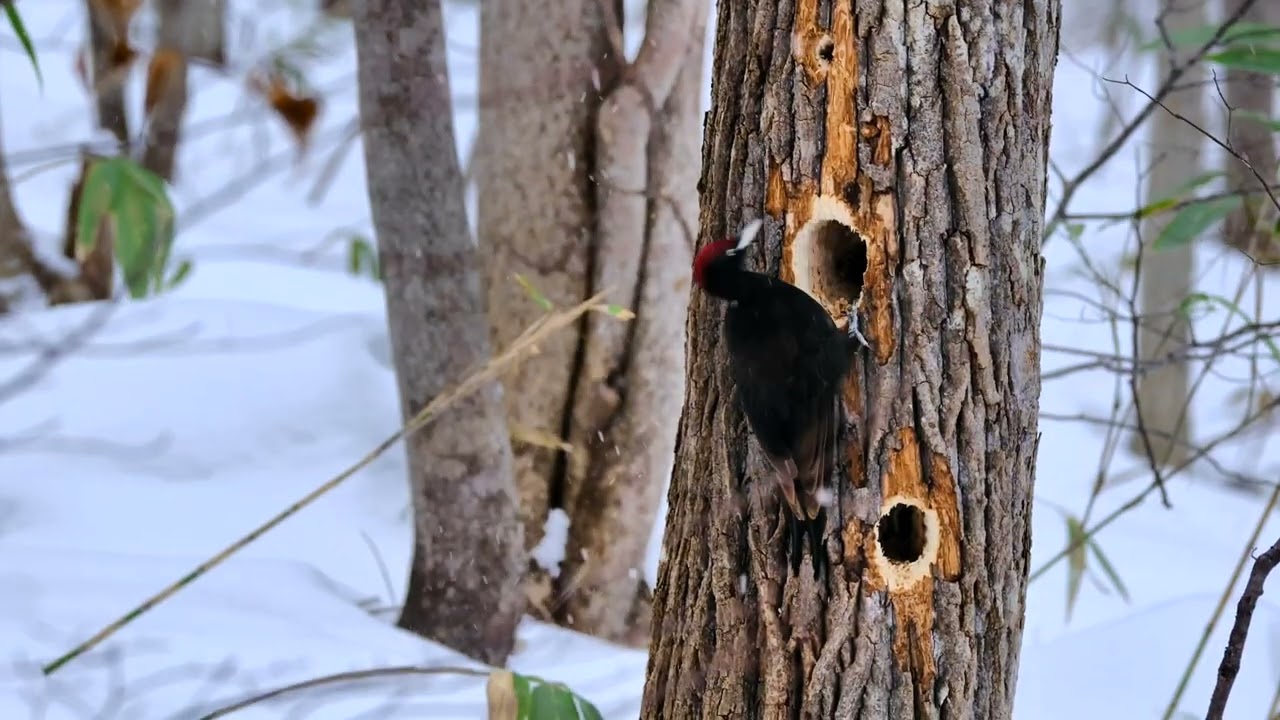 クマゲラ2026.1　Black Woodpecker