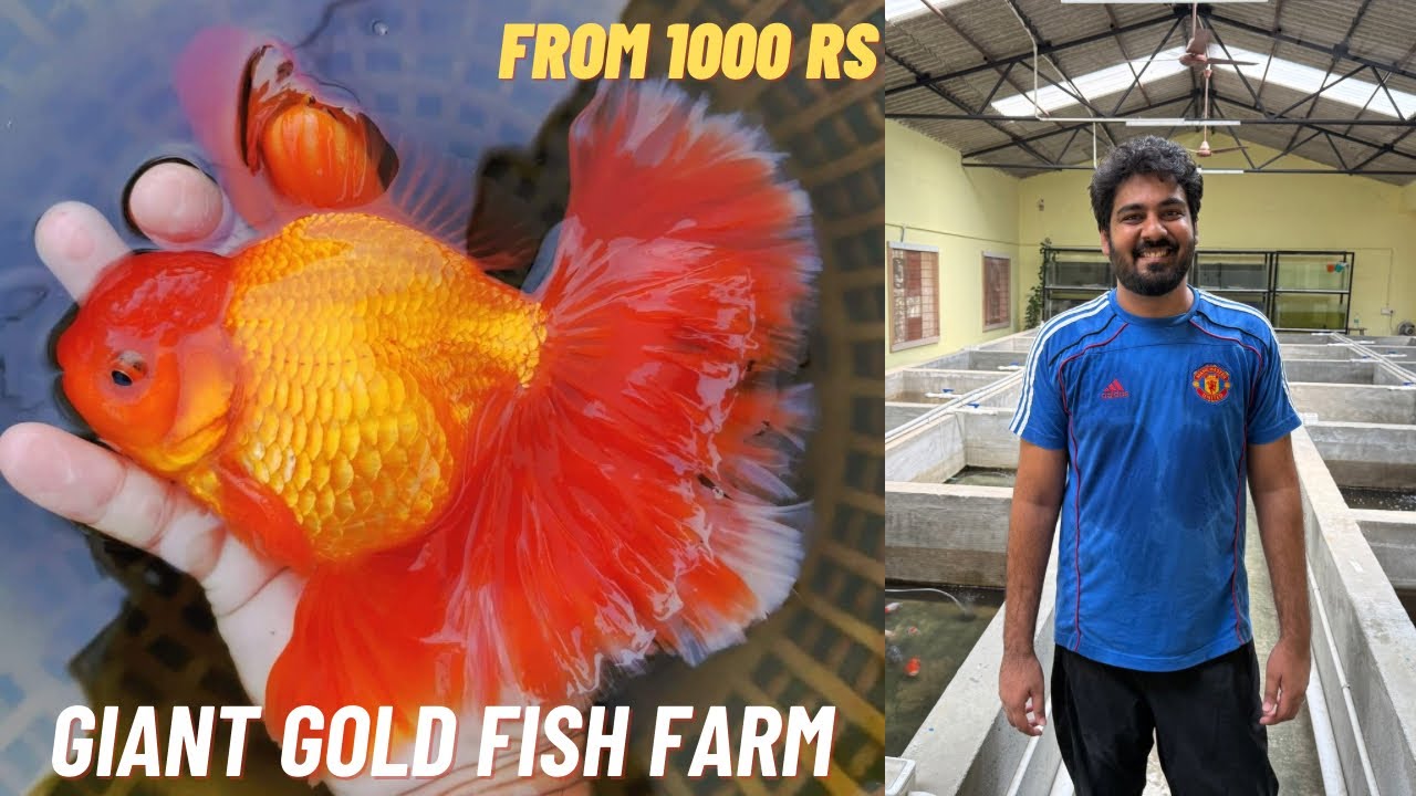 I Found the BIGGEST Goldfish Farm in Chennai!