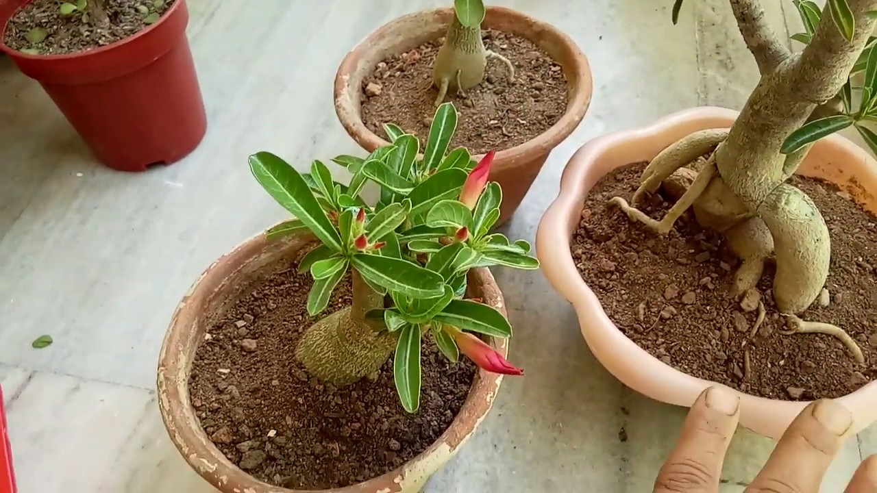 How to get more flowers on ADENIUM plant...🏵