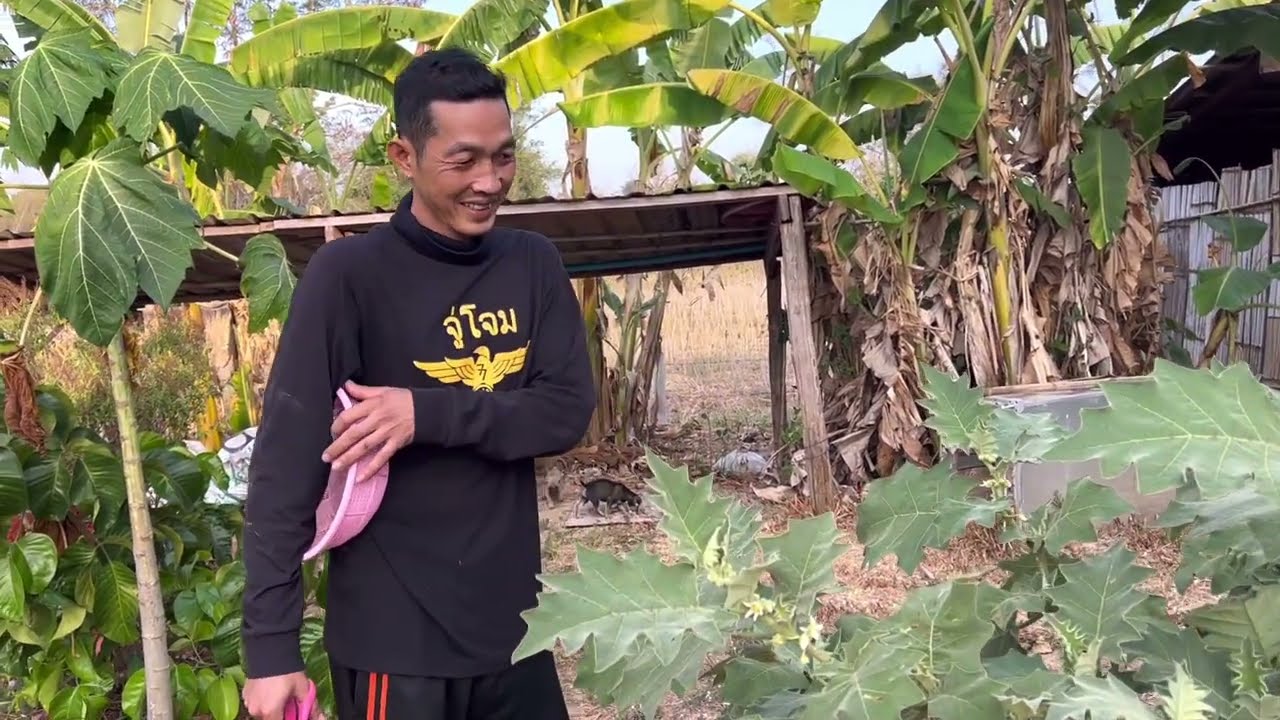 น้ำพริกกะปิลูกอึกไข่เจียวชะอมผักรอบบ้านแค่นี้ก็อิ่มแล้วเช้านี้