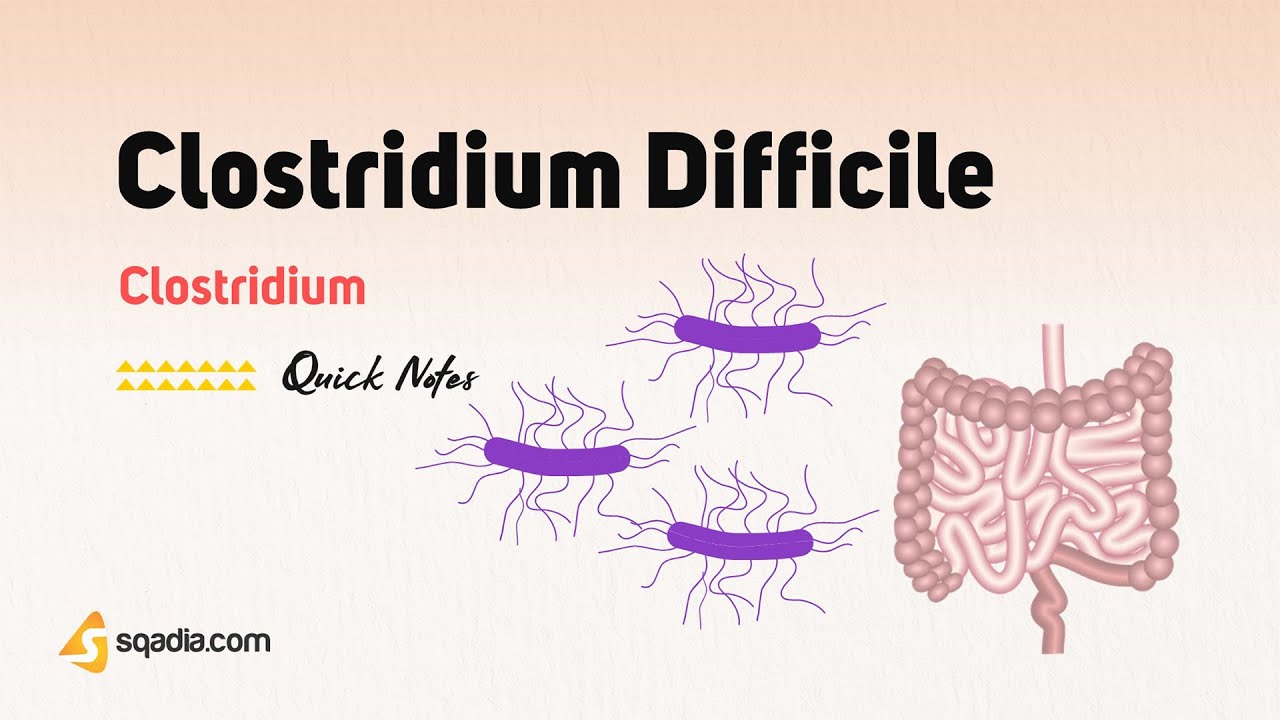 Clostridium | Clostridium Difficile