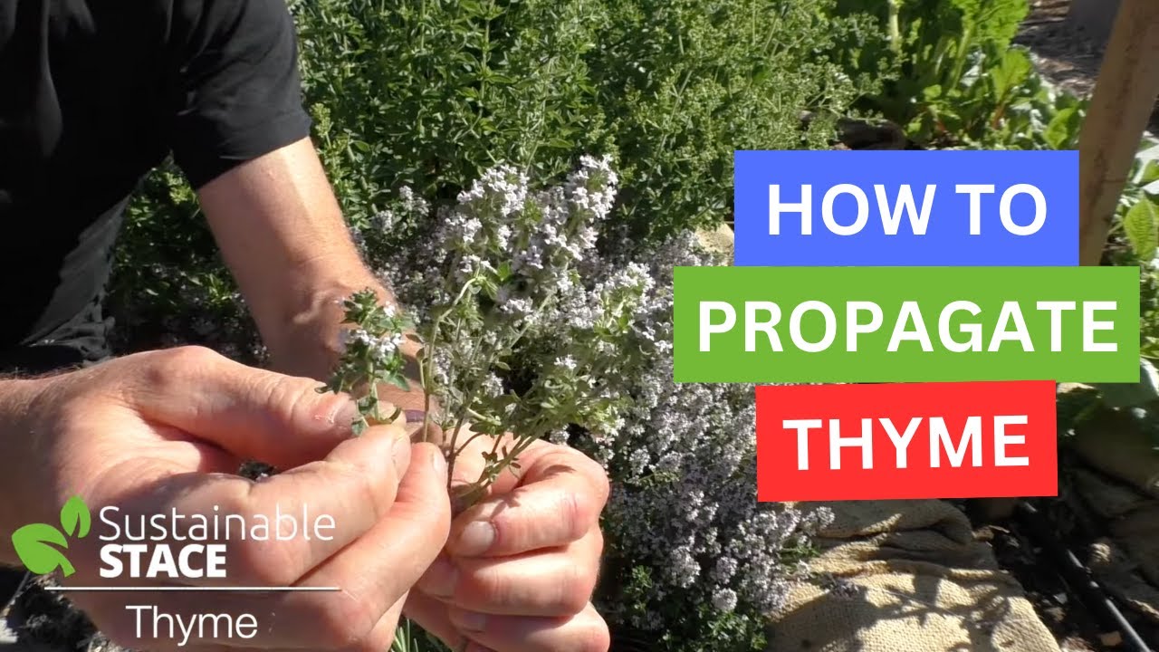 Propagating Thyme: How to Grow Thyme