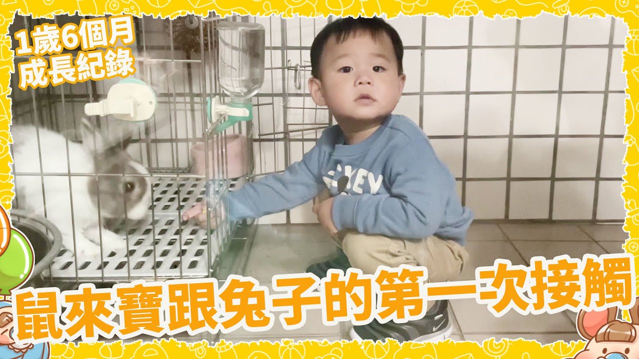 鼠來寶一歲六個月第一次敢跟家裡寵物接觸【Bobo TV】鼠來寶成長過程#24