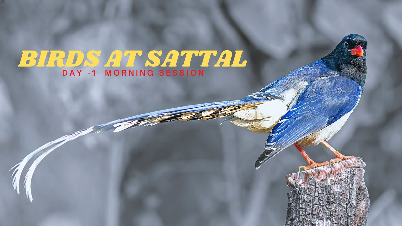Birding at Sattal ||  Day 1 || Morning Session || Naresh Vadrevu