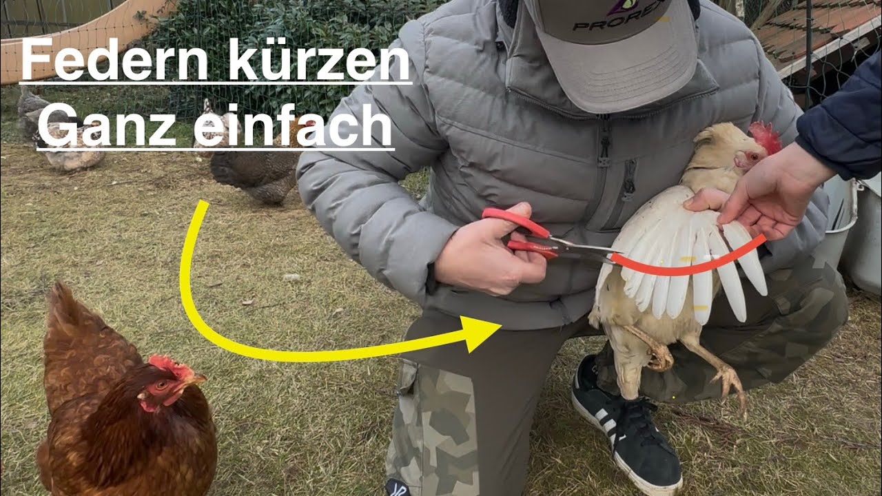 Flügel bei Hühnern stutzen , schnell, einfach und effizient 