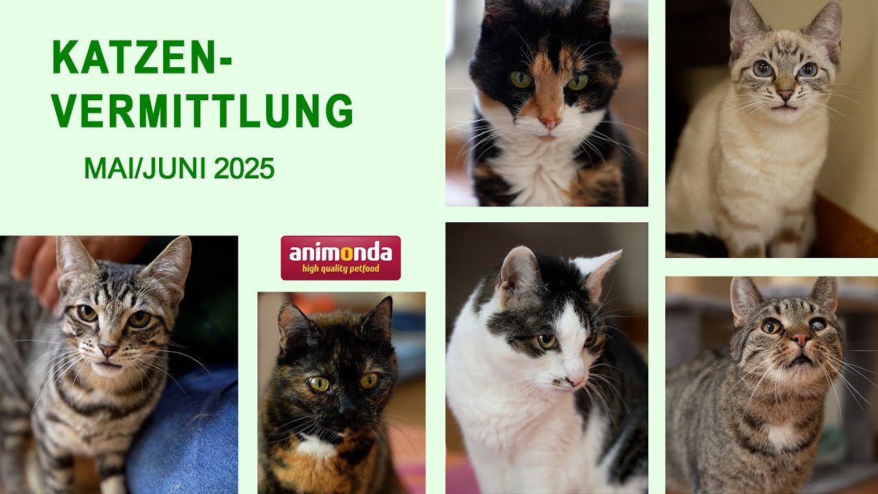 Katzenvermittlung - Mai/Juni 2025 (Tierheim Hannover TV)