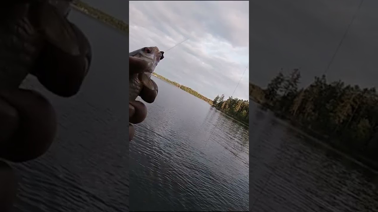 THE BEST BAIT TO USE WHEN FISHING ZANDER #fishing #fish #zander