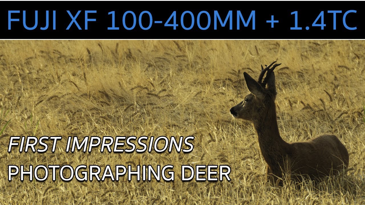 First Wildlife Photography Shoot With Fuji XF 100-400mm Lens + 1.4TC on Fuji X-T4