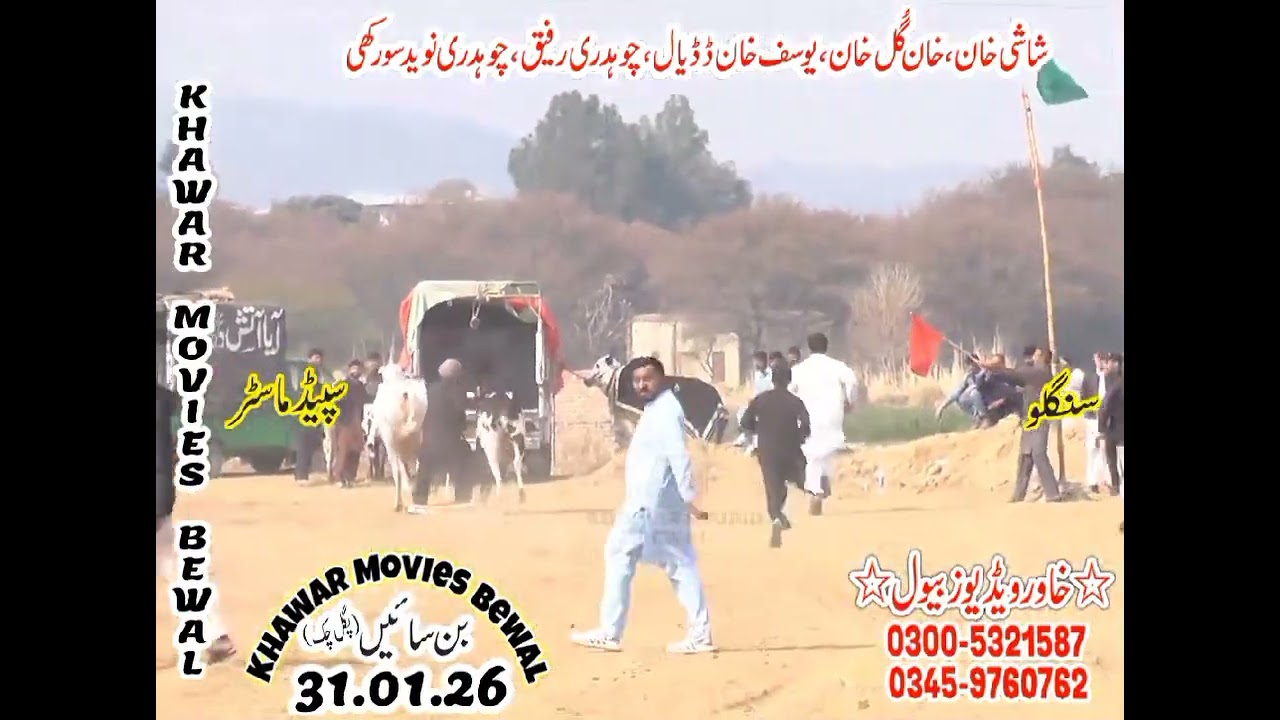 Bull race in Pakistan 
