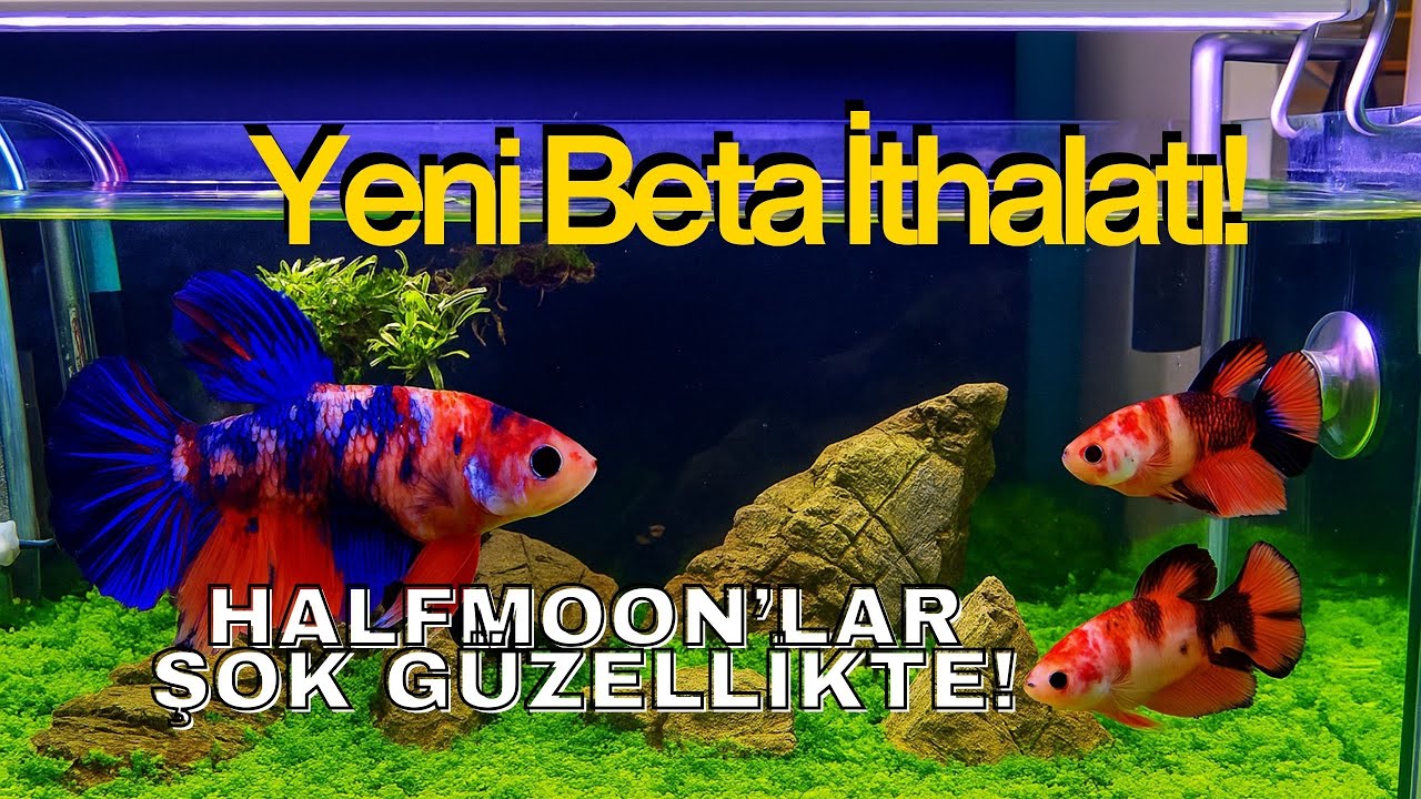 Yeni Beta İthalatı! Galaxy Halfmoon’lar ŞOK Güzellikte!
