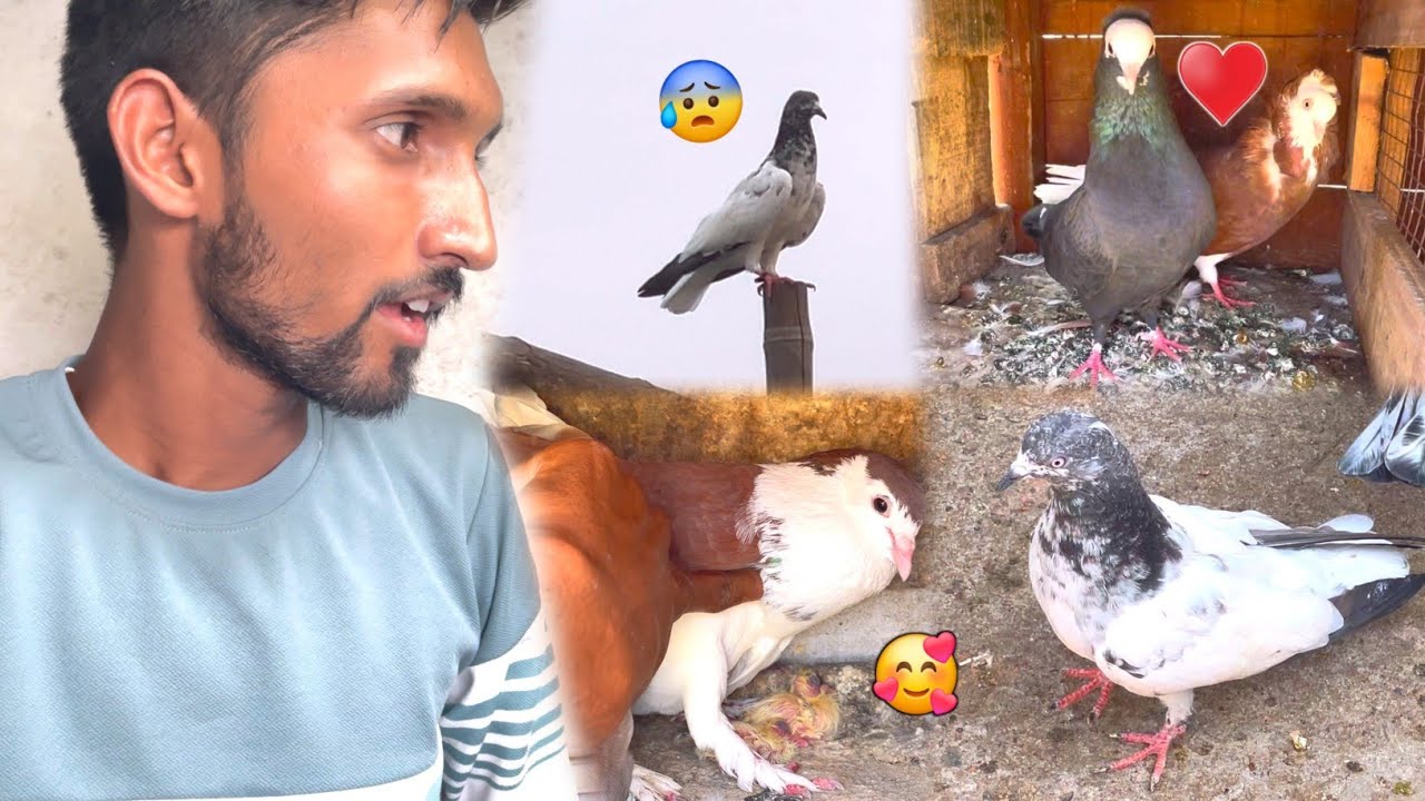 Bahut hi Chalak Kabootar Pakd Me Aaya🤩