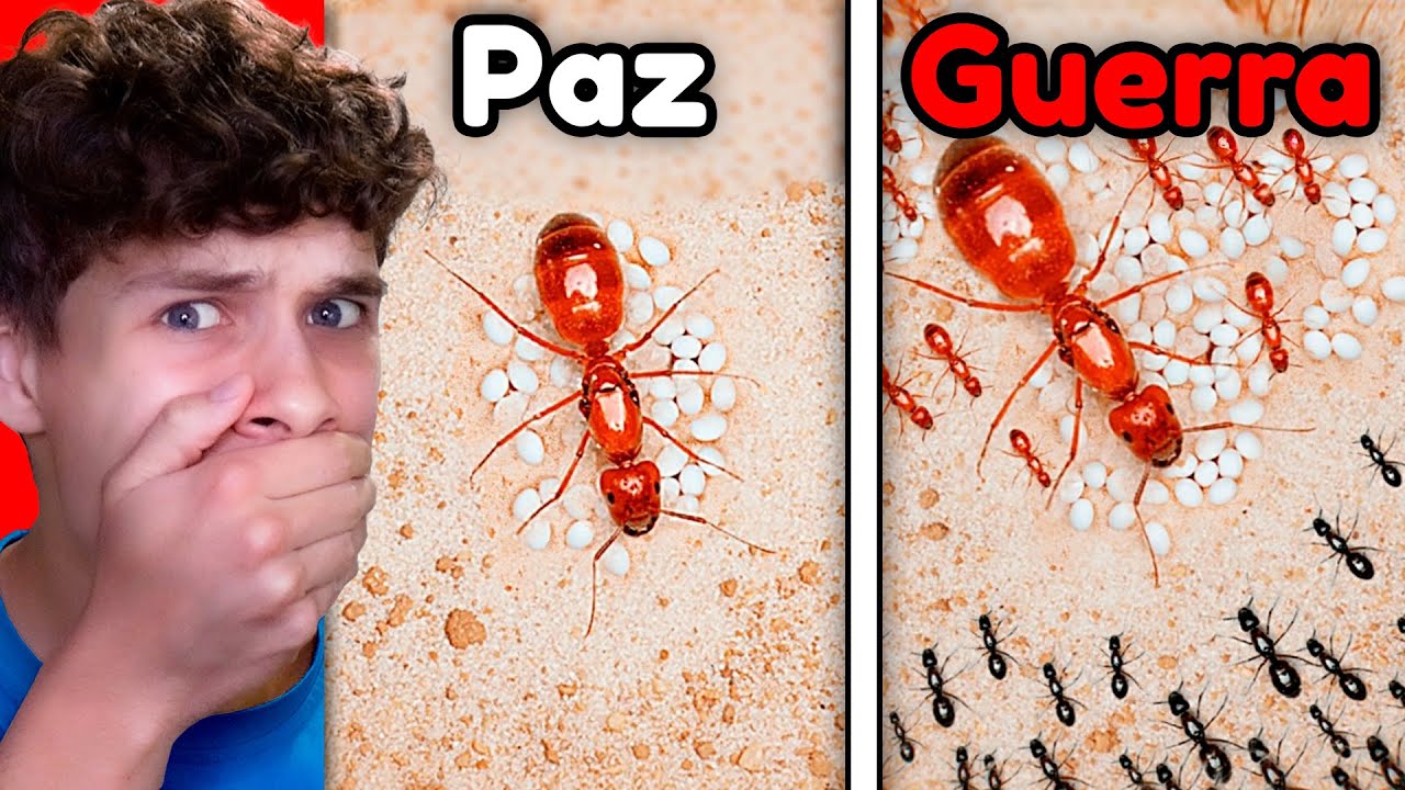 Simulé una Colonia de Hormigas por 1000 Días