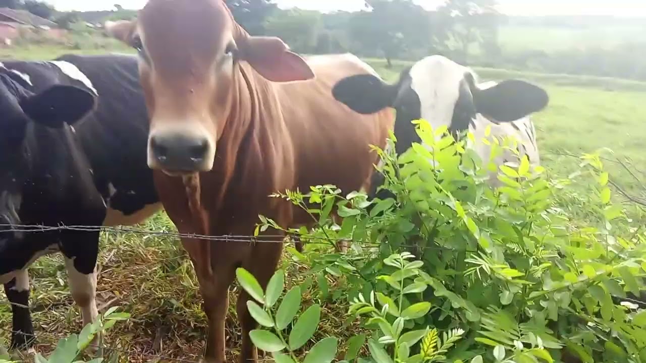 A vaca casa que me deu uma cabeçada kkkk😍