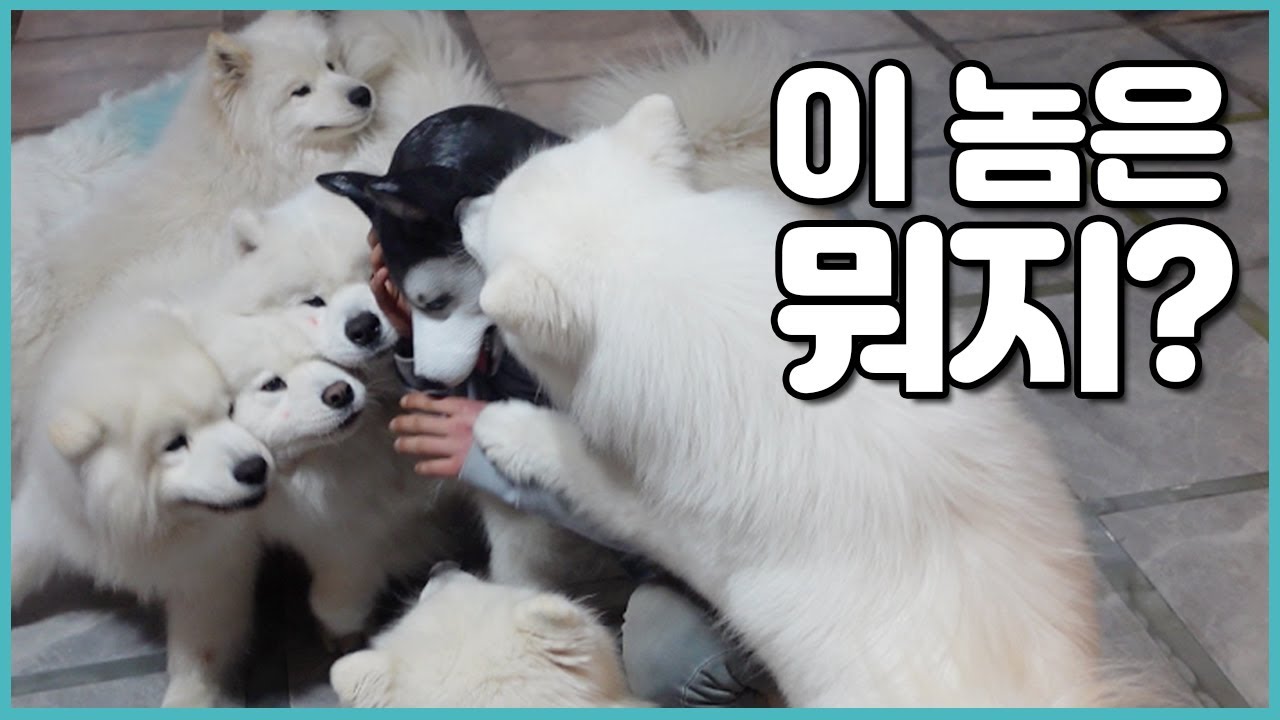 🐶강아지 탈을 쓰고 강아지들한테 가봤습니다😝