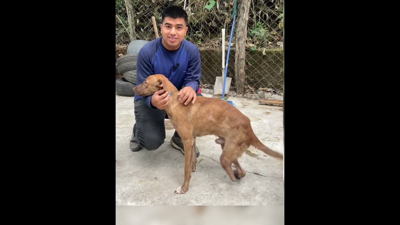 - AYUDANDO a un refugio de PERRITOS 😊