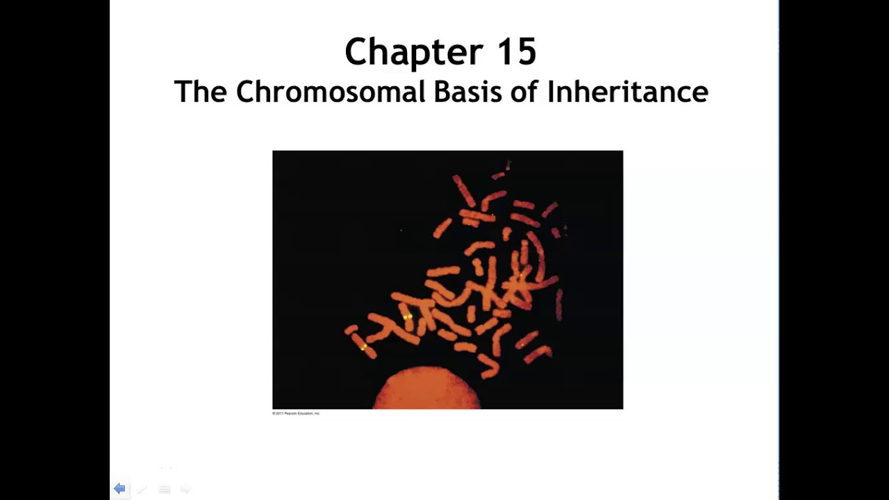 Chapter 15 The Chromosomal Basis of Inheritance