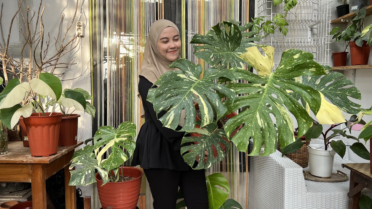 Memperbanyak Monstera Thai constellation variegata mewah 💜
