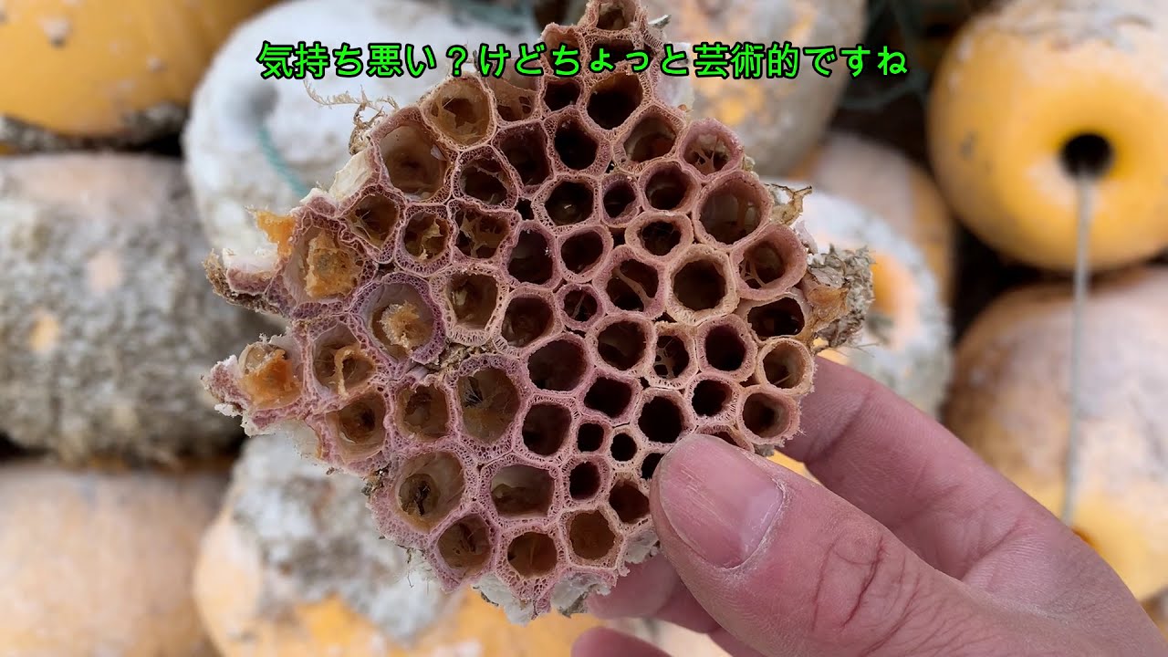 【神秘的】これが何かわかりますでしょうか？？力尽きたフジツボ