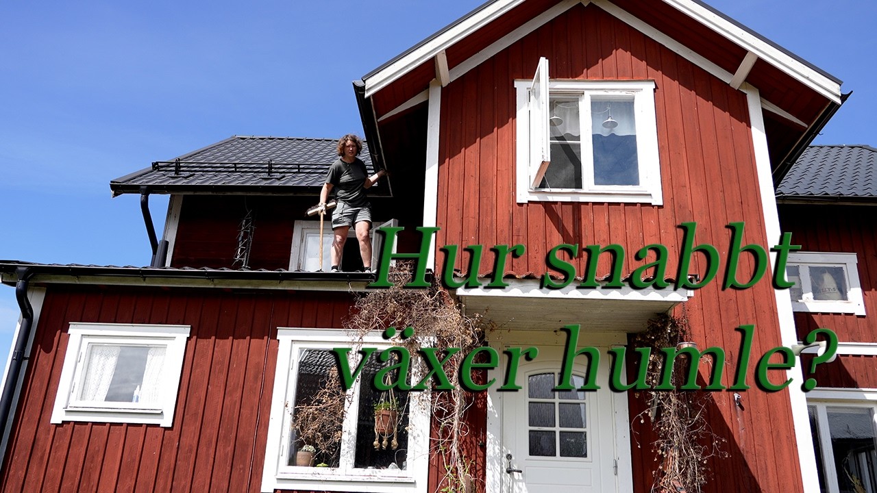Hur snabbt växer humle? Månadsuppföljning!