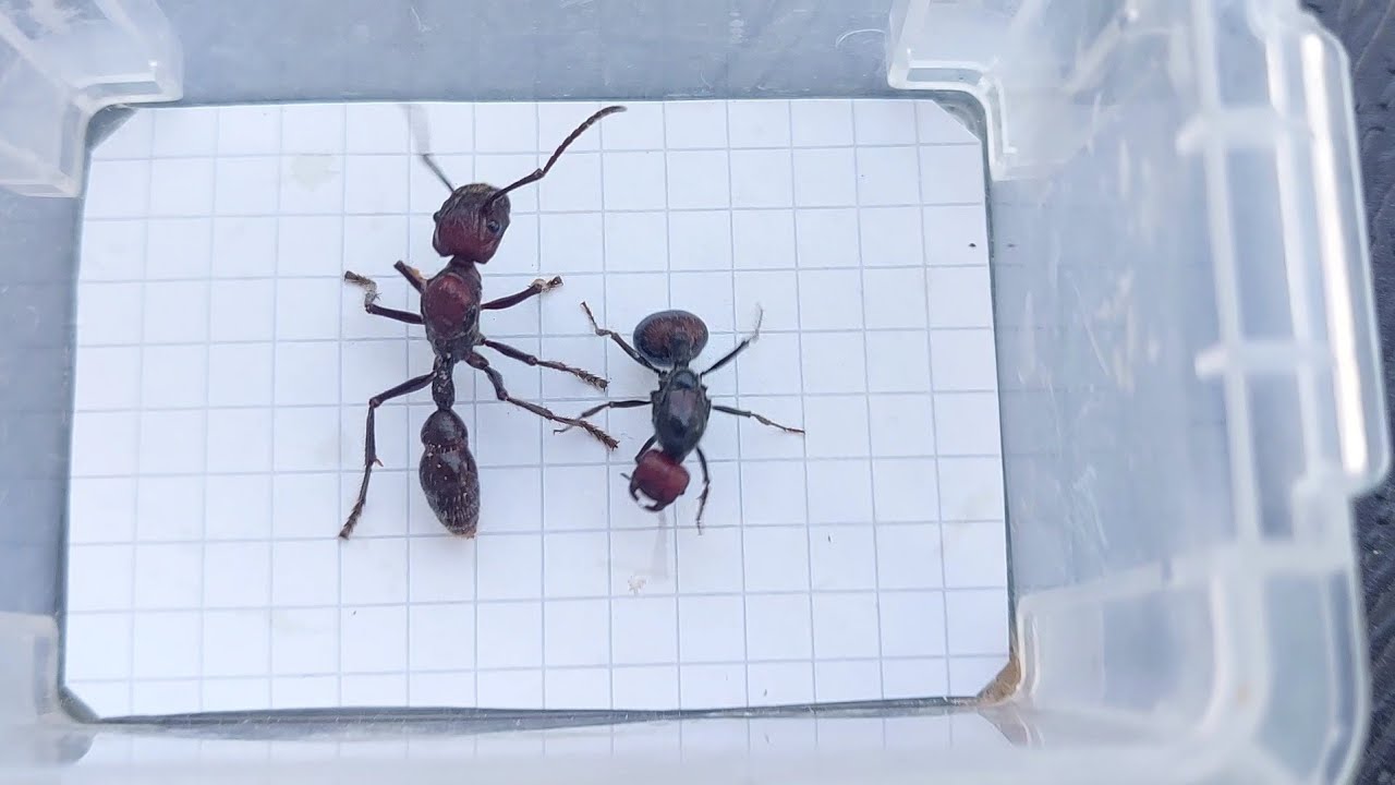 Messor cephalotes (Kenya) vs Paraponera clavata (Ecuador) 26.08.2023