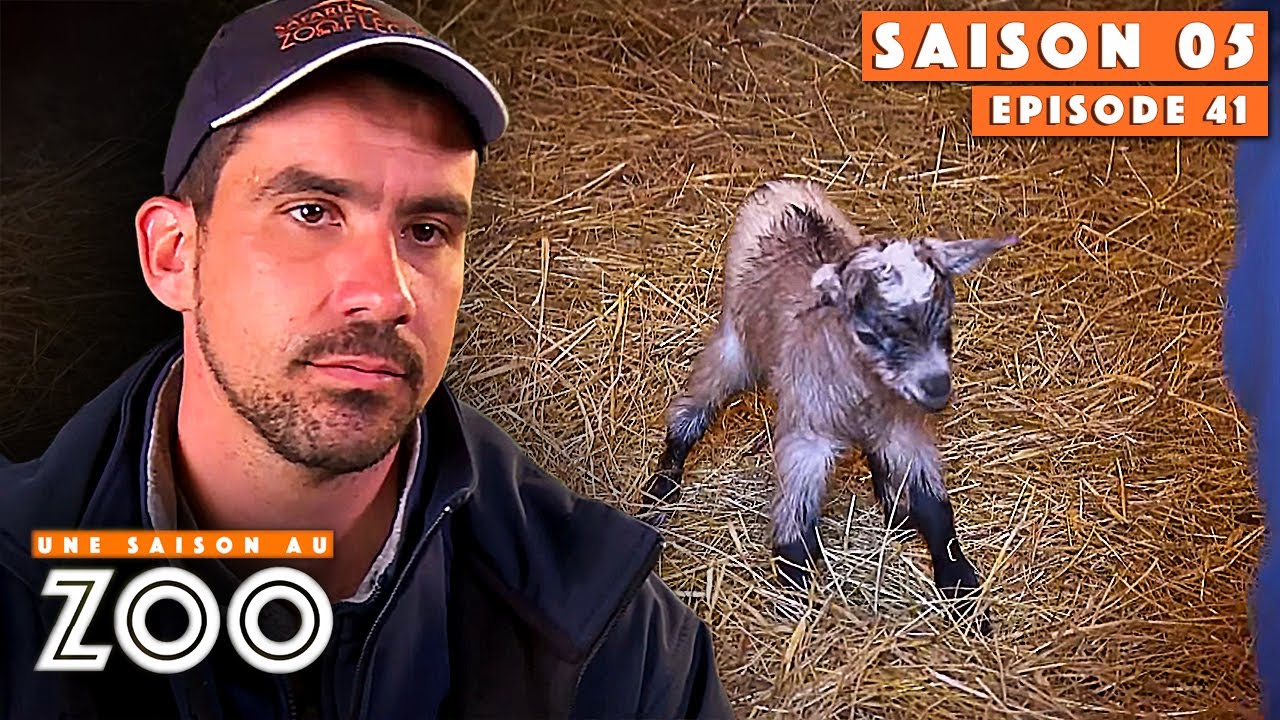 Pich joue à la Maman Chèvre | S05EP41 | Intégrale | Une saison au zoo