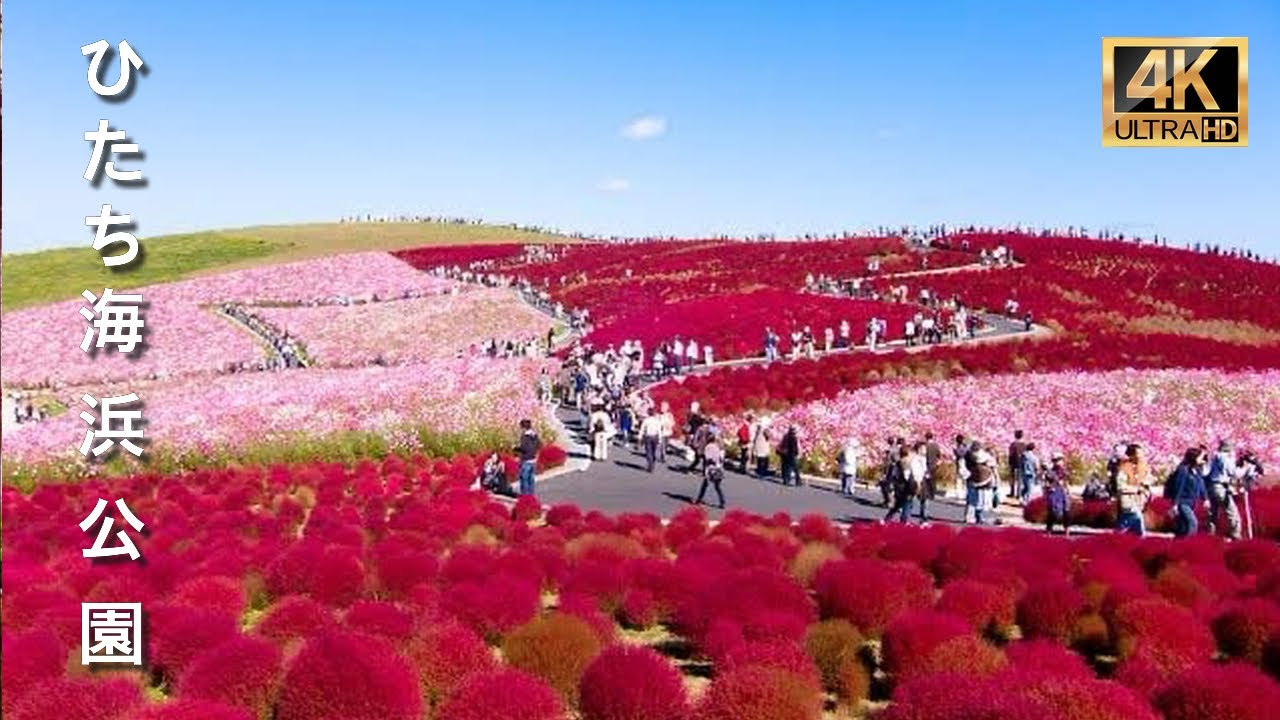 青空と赤色に染まる丘, コチアは圧巻です| 国営ひたち海浜公園 | #japantravel #travel  #4khdr