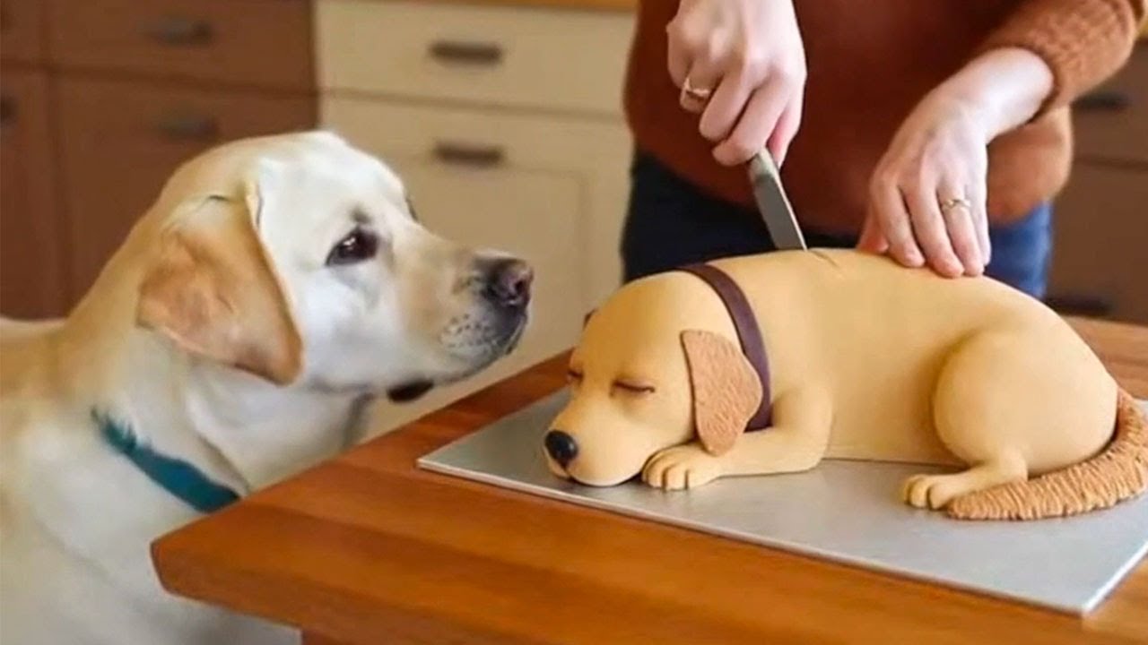 😂Best Pet Reactions to Realistic Cakes | Funny Dog and Cat 2026