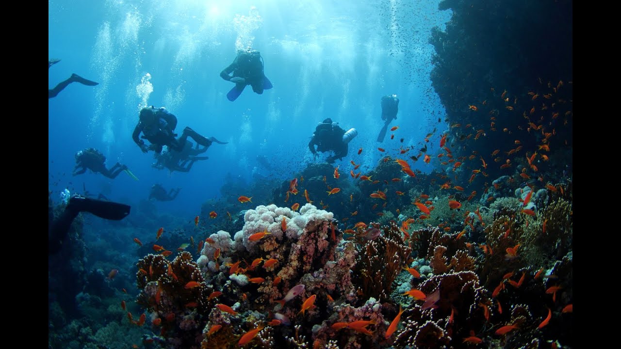 Shark reef, Yolanda, Thistelgorm, Small Gubal 13 11 2024