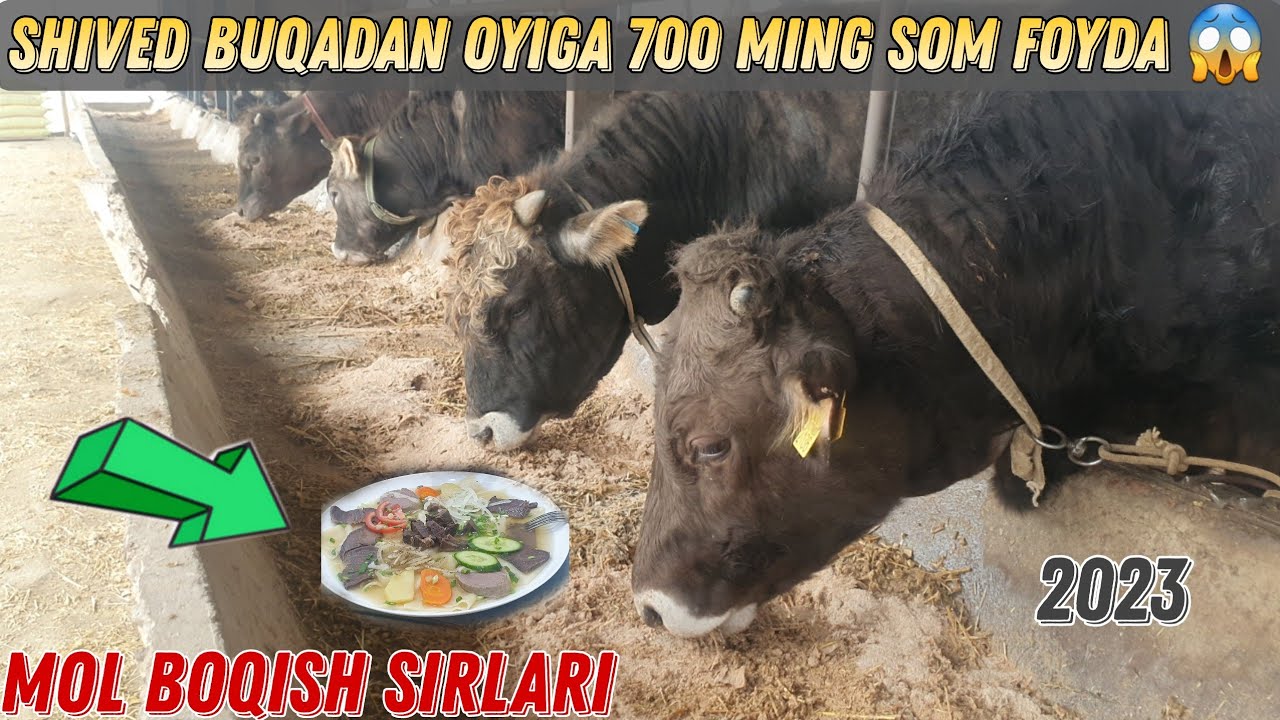 Uy Sharoitida Buqa Boqish Sirlari 2023