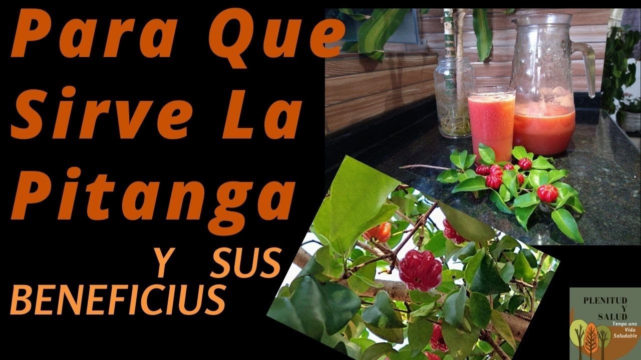 ¿Para qué sirve la PITANGA  y sus BENEFICIO? Aprenda hacer un rico JUGO
