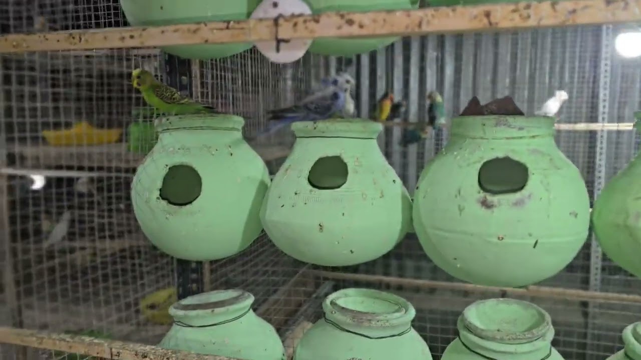 New Colony bajees setab ⏳️🙈💪🔝🥚🐣👍🥰#breedingpair #youtubeshorts 
