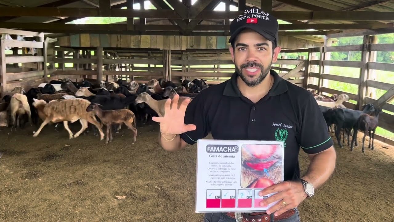 VERMINOSES EM OVELHAS E CABRAS | Como Controlar?| Método FAMACHA É Bom Mesmo? O Que Mais Devo Fazer?