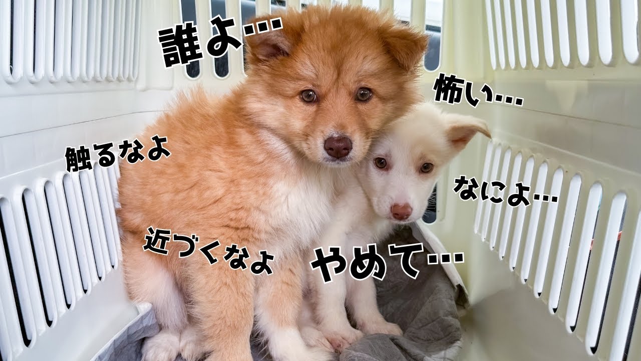 【野犬の子犬】処分されてたかもしれない保護犬の1ヶ月