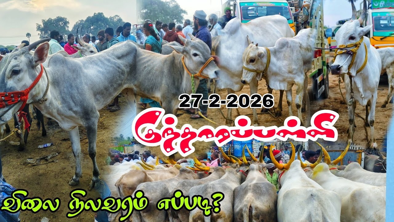 27-2-2026 kundarapalli Friday Biggest Bull market in Krishnagiri district Tamilnadu price details 