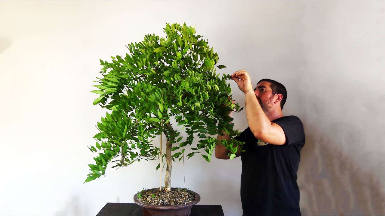 Qué hacer en Verano con Bonsai Wisteria o Glicinia