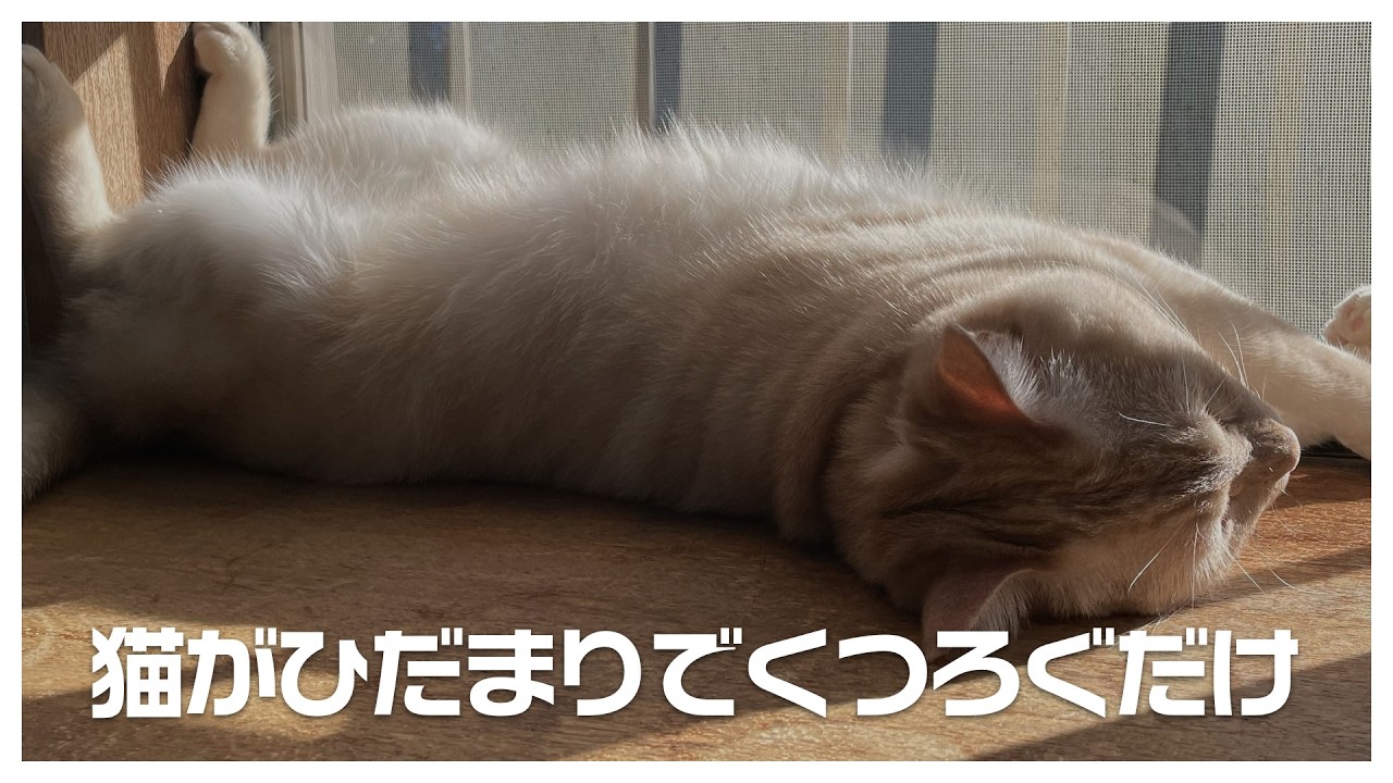 猫がひだまりでくつろぐだけ