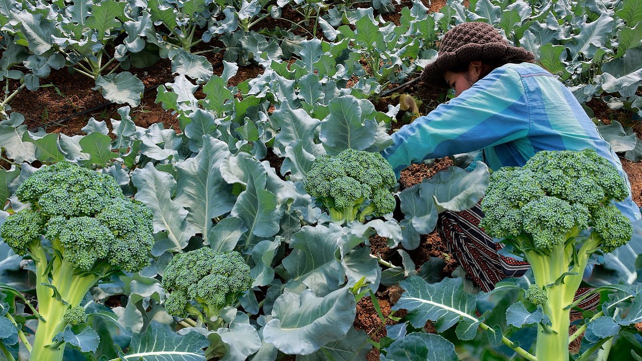 Best Ways to Grow Broccoli in Net House - Complete Guide