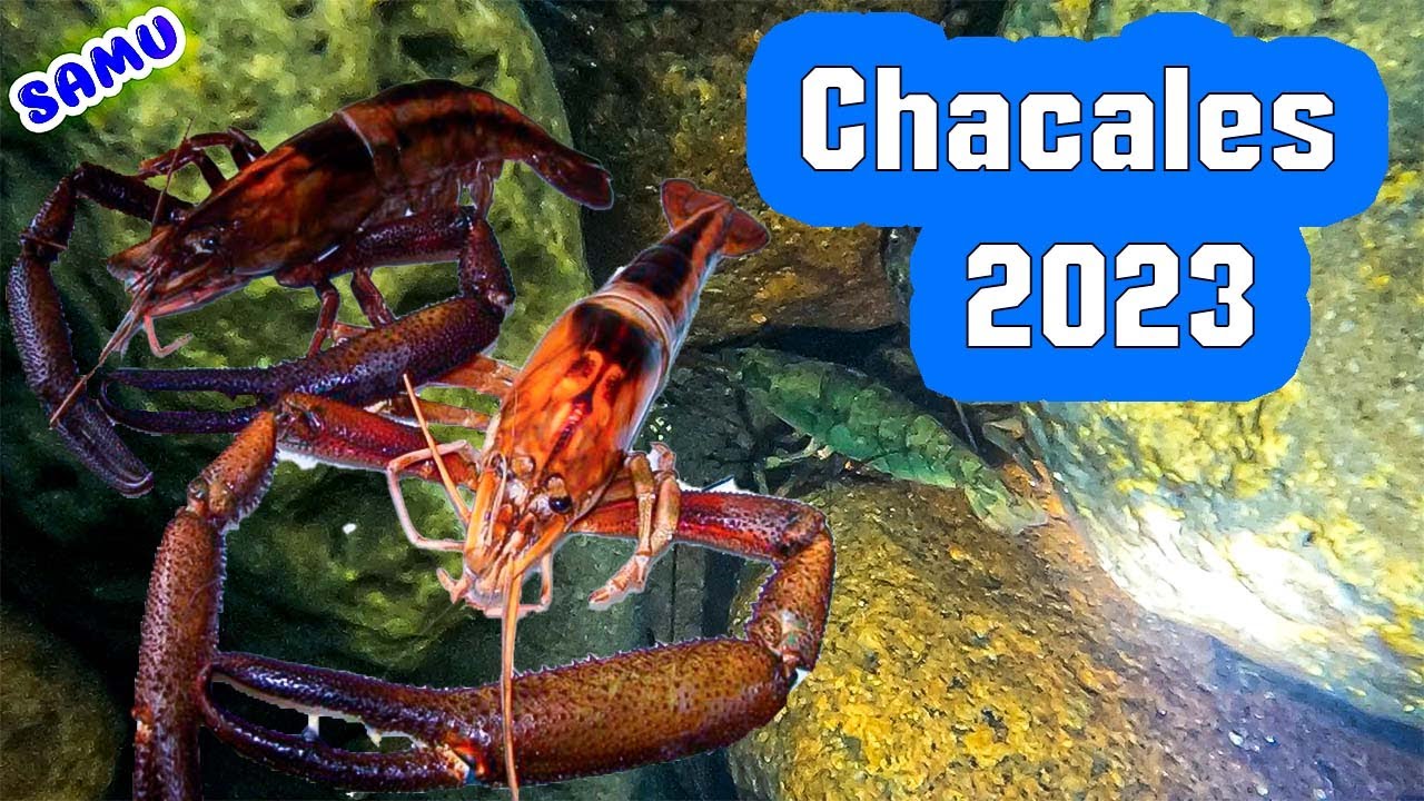 Así son los chacales o langostinos de Rio en jalisco, 2023.