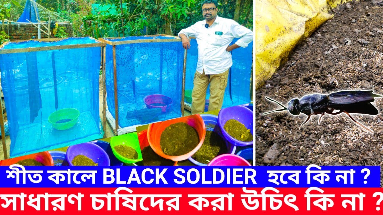 পশ্চিমবঙ্গেও এখন ব্লাকসোলজার চাষ ছড়িয়ে পড়ছে // মুরগি ও মাছের খাবার খরচা বাঁচাতে এই চাষ