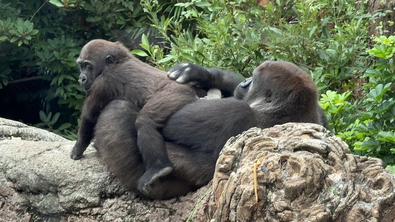 gorlla スモモに叩かれてびっくりするモモカ【2024年‎10月10日】【上野動物園】ゴリラ💗Momoka is surprised to be hit