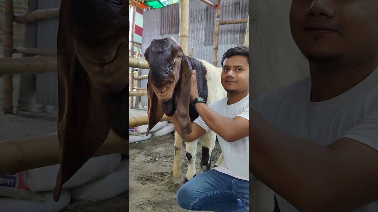 Beautiful Goat video