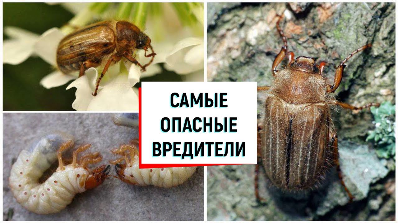 Вредители голубики
